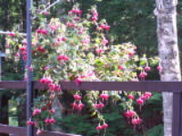100_5532.jpg